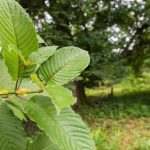 Buy Kratom Near Me Understanding Local Laws and Regulations