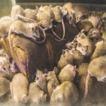 Expert Strategies for Rat Pest Control