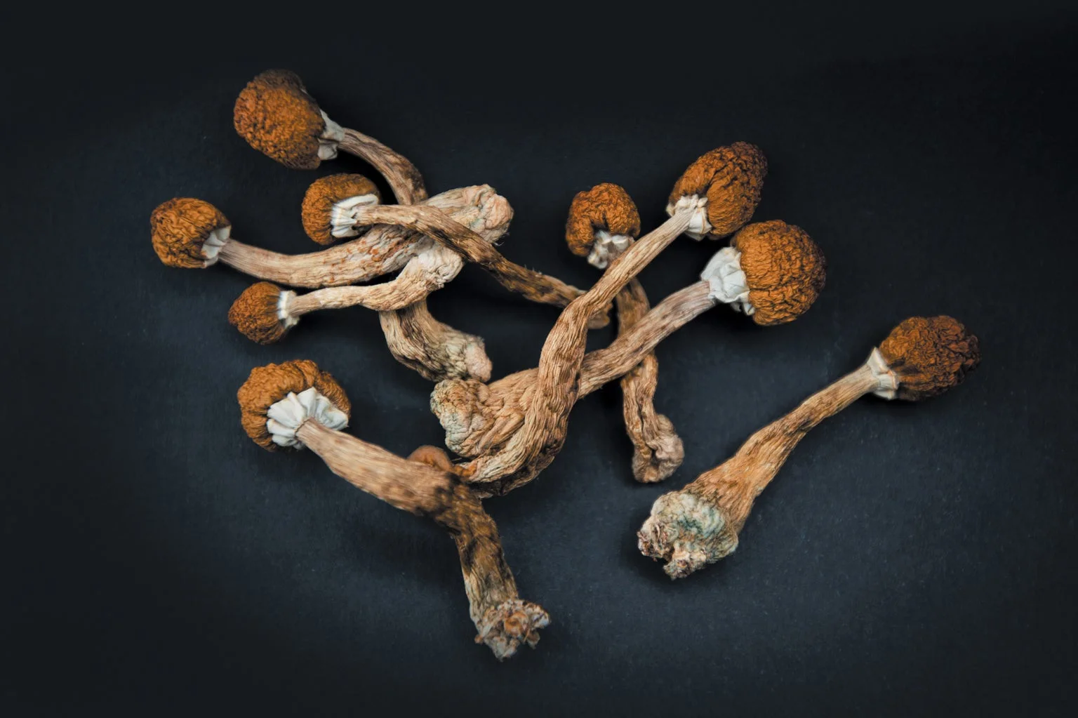 Longevity Matters: Shelf Life of Psilocybin Mushrooms