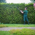 The Importance of Tree Preservation in Urban Areas