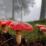 Discover the Magic Within Amanita Muscaria Gummies for Inner Peace